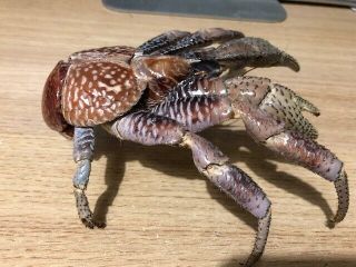 Coconut Crab Birgus latro Taxidermy’ 3