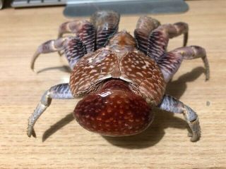 Coconut Crab Birgus latro Taxidermy’ 4