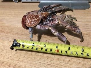 Coconut Crab Birgus latro Taxidermy’ 5