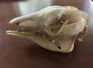 Eastern Gray Kangaroo (macropus Giganteus) Skull