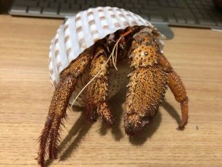 Large White Spot Hermit Crab (dradanus Megistos) Taxidermy’