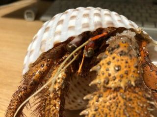 Large White spot hermit crab (Dradanus megistos) Taxidermy’ 2
