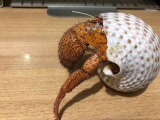 Large White spot hermit crab (Dradanus megistos) Taxidermy’ 5