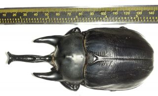 Scarabaeidae/dynastinae Megasoma Actaeon Male 114 Mm Code 4 From Iquitos Peru
