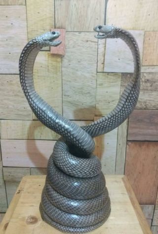 100 Real Fighting Cobra Snake Statue Taxidermy_a1