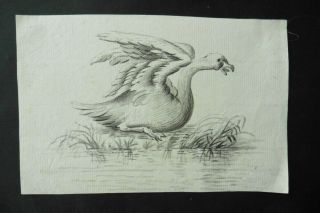 Dutch School 18thc - A Swan In Defence - Ink Drawing