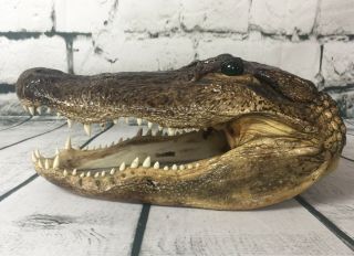 Crocodile Gator Alligator Head 12 " Green Glass Eyes Long Sharp Teeth Souvenir