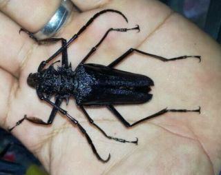Cerambycidae/prioninae Psalidognathus Superbus Male - Peru