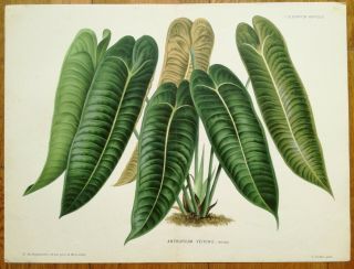 Linden Illustration Horticole Large Colored Print Anthurium Veitchii 1883