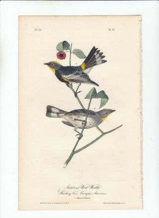 1st Ed Audubon Birds Of America 8vo Print 1840: Audubon 