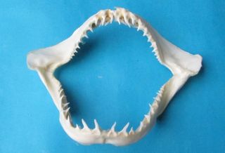 11 1/4”wide Tall Mouth Mako Shark Jaw Mouth Taxidermy For Scientic Study Sd - 211