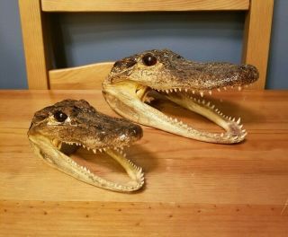 Vtg Or Antique Baby Taxidermy Crocodile Alligator Trophy Heads Red Eyes