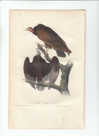 1st Ed Audubon Birds Of America 8vo Print 1840: Red - Headed Turkey Vulture.  2