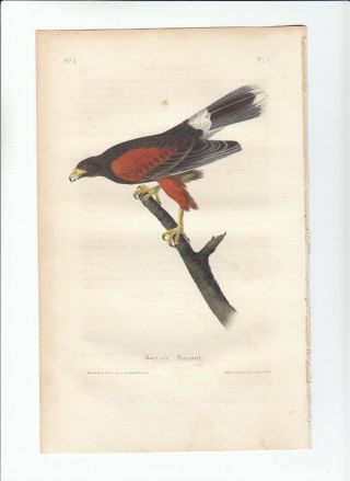 1st Ed Audubon Birds Of America 8vo Print 1840: Harris 