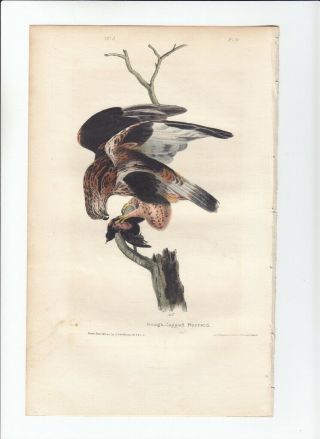 1st Ed Audubon Birds Of America 8vo Print 1840: Rough - Legged Bustard.  11