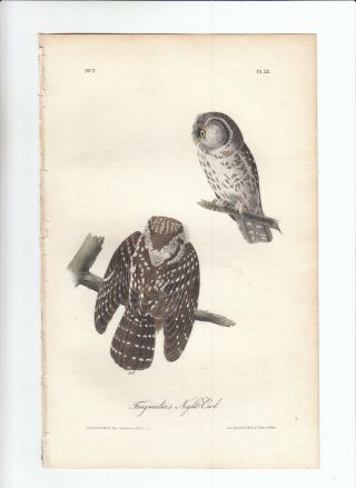 1st Ed Audubon Birds Of America 8vo Print 1840: Tengmalin 