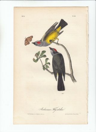 1st Ed Audubon Birds Of America 8vo Print 1840: Arkansaw Flycatcher.  54