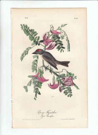 1st Ed Audubon Birds Of America 8vo Print 1840: Pipiry Flycatcher.  55