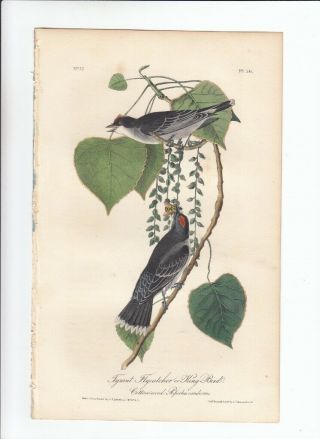1st Ed Audubon Birds Of America 8vo Print 1840 - Tyrant Flycatcher Or King Bird 56