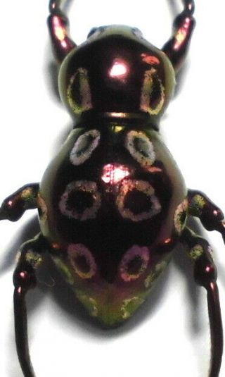 Pachyrrhynchus Species Male 14mm Aa16 Curculionidae Beetles