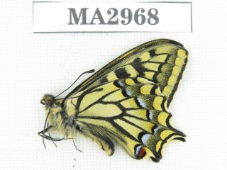 Butterfly.  Papilio Machaon Ssp.  China,  Tibet,  N Of Qamdo.  1m.  Ma2968.