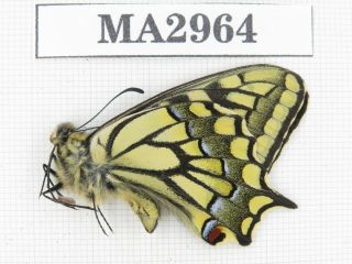 Butterfly.  Papilio Machaon Ssp.  China,  Tibet,  N Of Qamdo.  1m.  Ma2964.