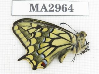 Butterfly.  Papilio machaon ssp.  China,  Tibet,  N of Qamdo.  1M.  MA2964. 2