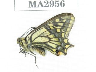 Butterfly.  Papilio Machaon Ssp.  China,  Tibet,  Demula Pass.  1m.  Ma2956.