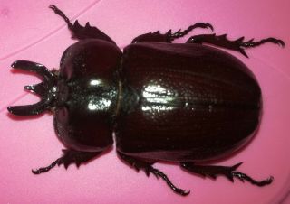 Coleoptera/scarabaeidae/dynastinae Homophileurus Waldenfelsi Male 49 Mm Peru