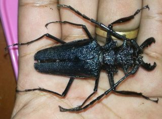 Cerambycidae/prioninae Psalidognathus Superbus Male 56 Mm Huanuco - Peru
