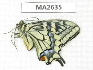 Butterfly.  Papilio Machaon Ssp.  China,  Yunnan,  Mt.  Meilixueshan.  1f.  Ma2635.