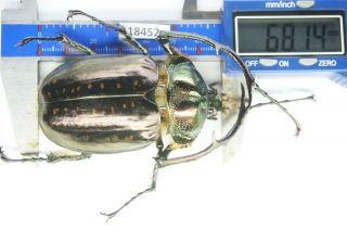 B18452– Euchirinae Cheirotonus Ps.  Beetles,  Insects Tay Giang Vietnam 68mm