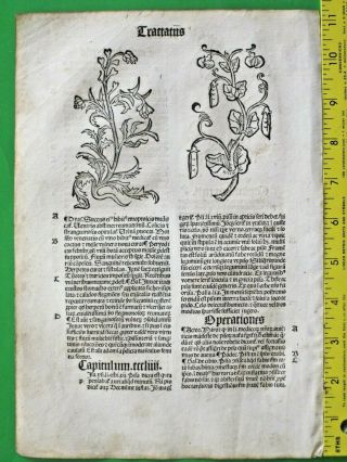 Medieval Herbal,  Incunabula,  Hortus,  Garden Of Health,  Pea Plant,  Primula,  C.  1497
