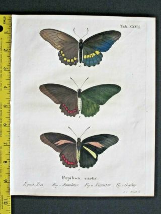 Exotic Butterfly,  Esper,  Schmetterlinge,  Amulius,  Hand Col.  Engraving,  1777 27