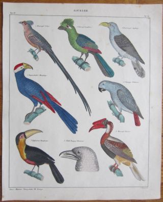 Oken: Large Handcolored Print Parrot Hornbill Toucan - 1843