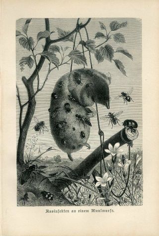 1887 A.  Brehm Scavenging Insects Mole Fly Antique Engraving Print