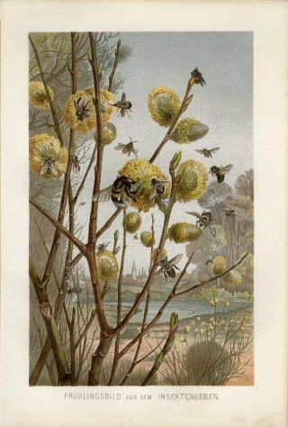 1887 Brehm Bee Bees Honey Insects Willow Flowers Antique Chromolithograph Print