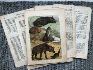 Animal Print Fox Ferret Weasel Antique Book Pages Buffon 