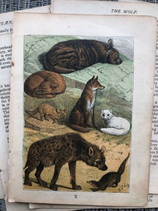 Animal Print Fox Ferret Weasel Antique Book Pages Buffon ' s Natural History 2