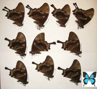 Papilio Ulysses Ulysses 10males Good For Artwork Big Blue Butterfly