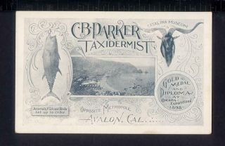 Avalon California Charles Browning Parker Taxidermist Trade Card Catalina Island