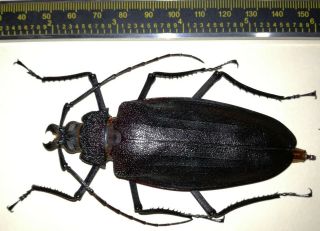 Cerambycidae/prioninae Ctenoscelis Ater Female 96mm Code 4 From Peru