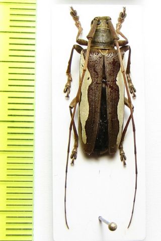 Cerambycidae,  Epepeotes Vittipennis,  Malaysia,  Borneo