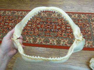 (sj360 - 20 - L) 13 " Silky Shark B Grade Jaw Sharks Jaws Teeth Taxidermy Ichthyology