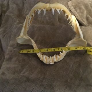 Mako Shark Real Jaws Razor Sharp Teeth/sharks - 10”