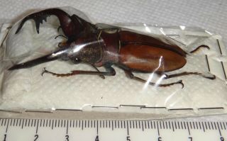 Lucanidae Cyclommatus Alagari 67.  2mm Philippines A1 Stag Beetle Lucanus Insect