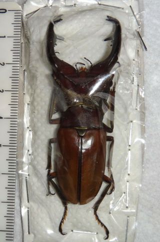 Lucanidae Cyclommatus alagari 67.  2mm Philippines A1 Stag Beetle Lucanus Insect 4