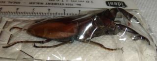 Lucanidae Cyclommatus alagari 67.  2mm Philippines A1 Stag Beetle Lucanus Insect 5