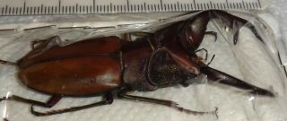Lucanidae Cyclommatus alagari 67.  2mm Philippines A1 Stag Beetle Lucanus Insect 6