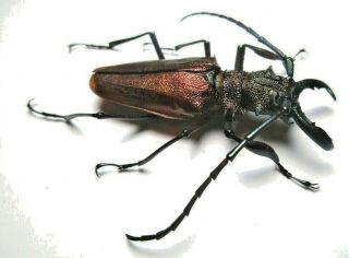 Cerambycidae Prioninae Psalidognathus Superbus,  Male 59mm 12 From Peru
